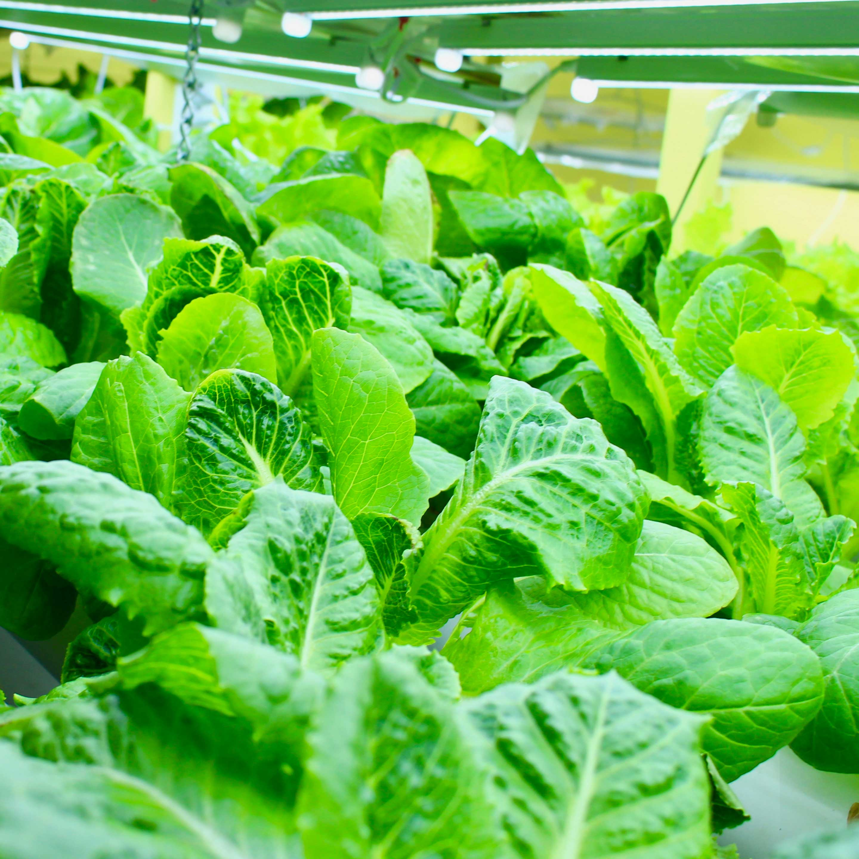 Masterblend Lettuce Formula (8-15-36) - Image 3